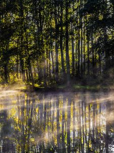 Превью обои озеро, деревья, туман, свет, лучи, утро