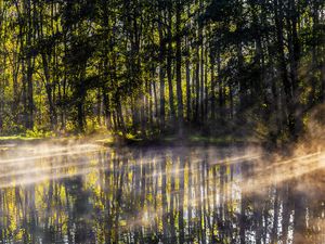 Превью обои озеро, деревья, туман, свет, лучи, утро