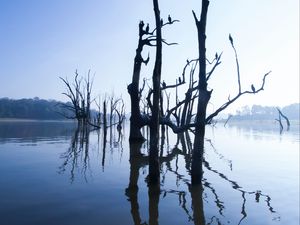 Превью обои озеро, деревья, вода, свет, утро, природа
