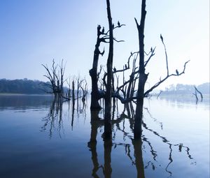 Превью обои озеро, деревья, вода, свет, утро, природа