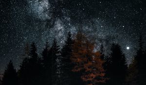 Превью обои озеро, деревья, звезды, отражение, ночь, темный