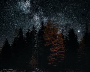 Превью обои озеро, деревья, звезды, отражение, ночь, темный