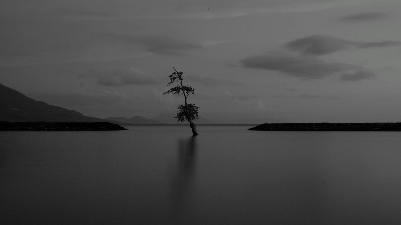 Обои озеро, дерево, одинокое, темный, мрачный, чб