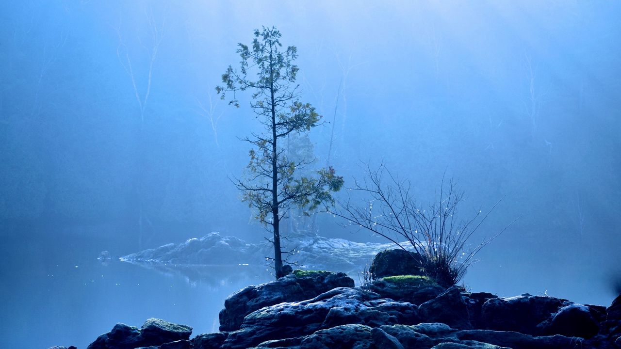 Обои озеро, дерево, туман
