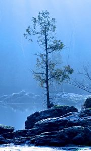 Превью обои озеро, дерево, туман