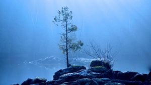 Превью обои озеро, дерево, туман