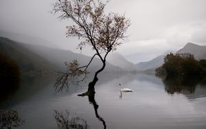 Превью обои озеро, лебедь, осень