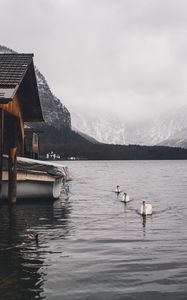 Превью обои озеро, лебеди, горы, дом, лодка