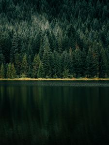 Превью обои озеро, лес, берег, деревья