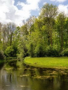 Превью обои озеро, лес, берега, вода, поверхность, водоросли