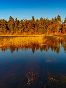 Превью обои озеро, лес, деревья, природа, пейзаж