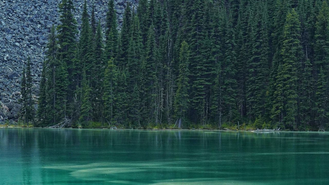 Обои озеро, лес, деревья, камни