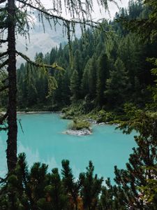 Превью обои озеро, лес, хвойный, деревья, берег
