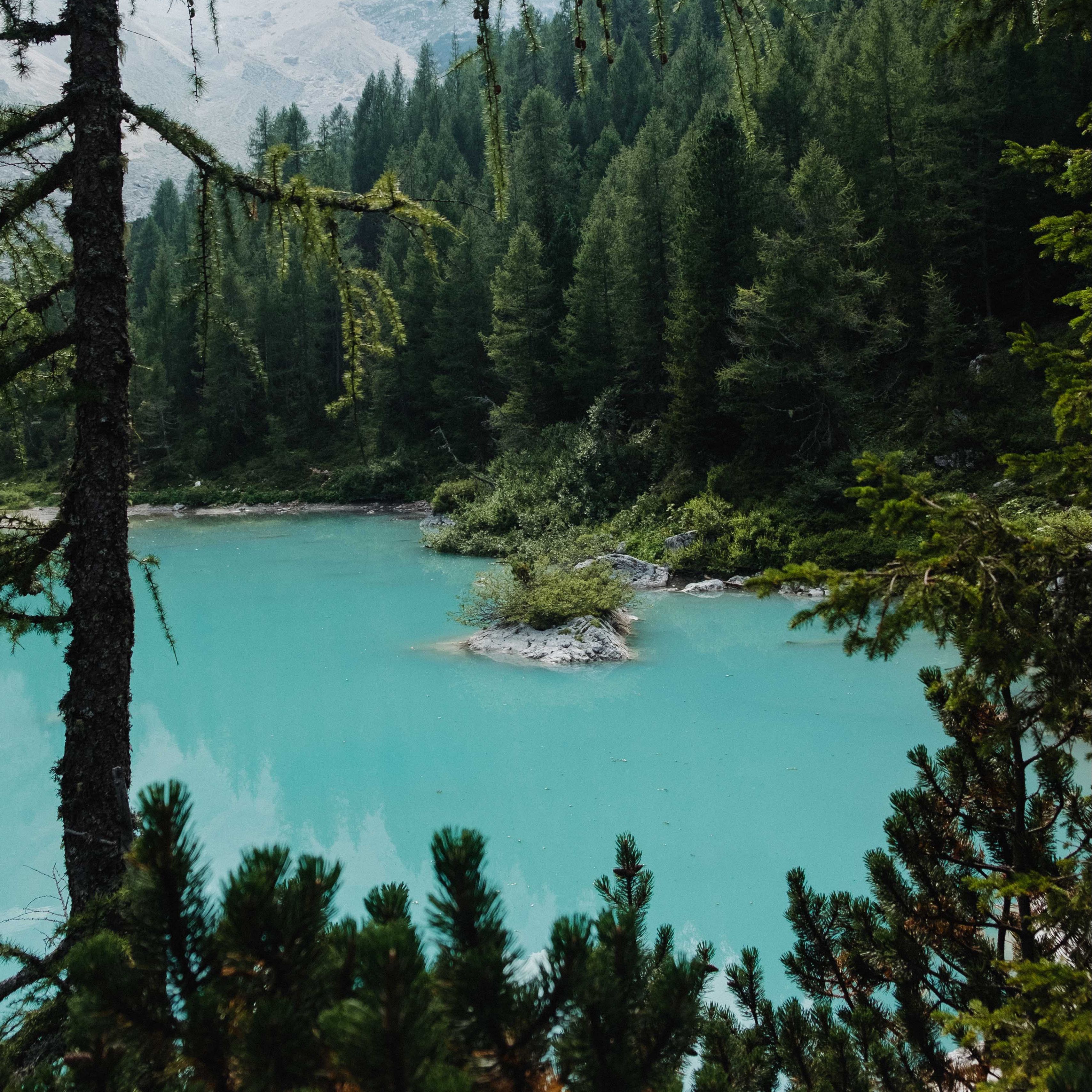 Хвойное озеро. Лейк-Форест. Хвойный лес в Абхазии. Озеро в лесу. Озеро в хвойном лесу.