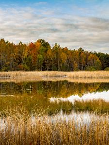Превью обои озеро, лес, камыш, осень, природа