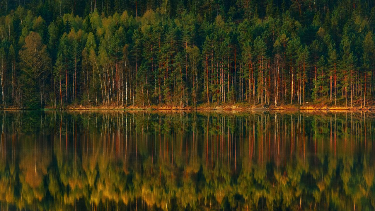 Обои озеро, лес, отражение, деревья, берег, пейзаж