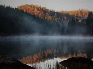 Превью обои озеро, лес, туман, осень, природа