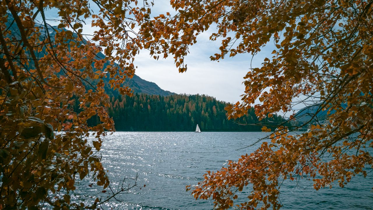Обои озеро, лодка, деревья, ветки, берег