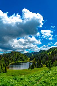 Превью обои озеро, луг, деревья, лес, пейзаж
