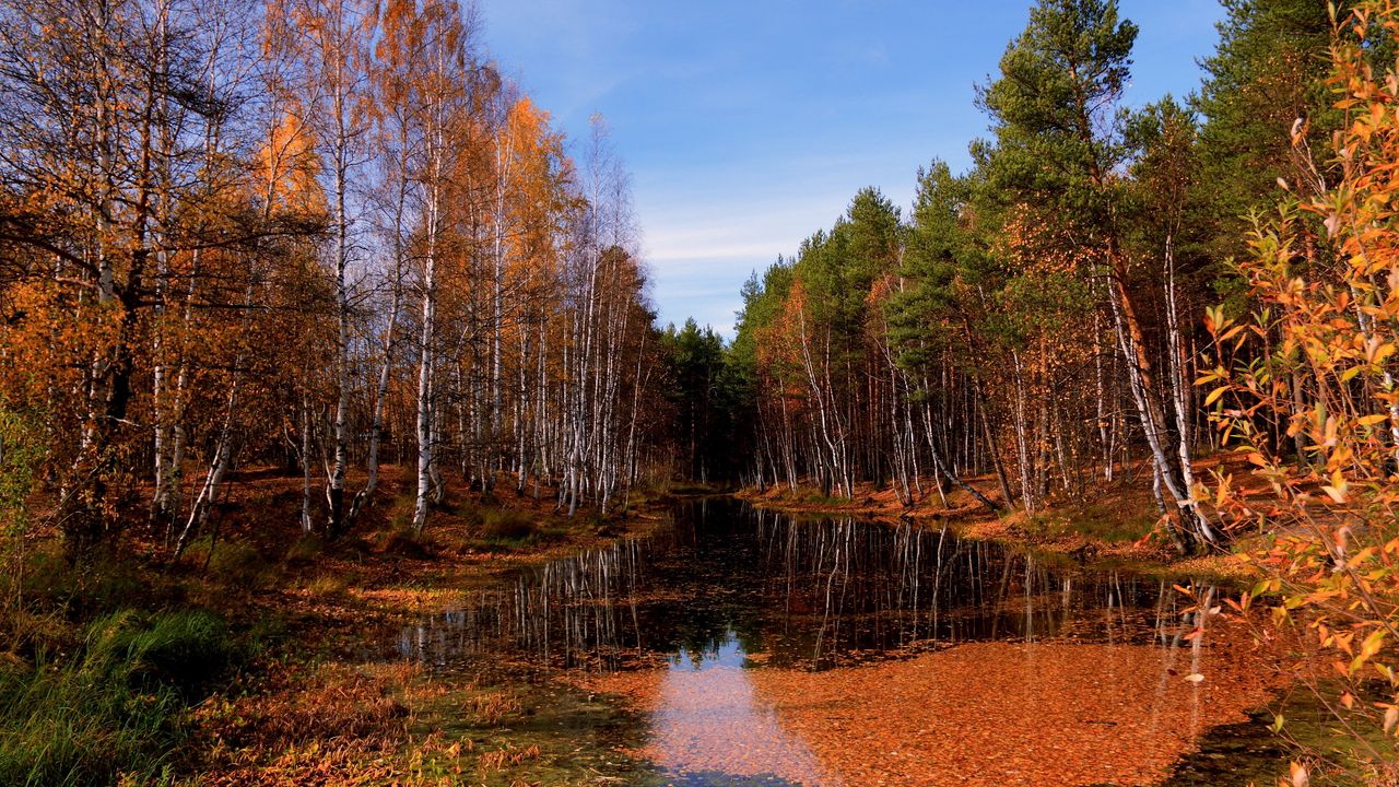 Обои озеро, осень, деревья, листопад, вода, поверхность, небо, ясно, октябрь, лужа
