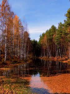 Превью обои озеро, осень, деревья, листопад, вода, поверхность, небо, ясно, октябрь, лужа