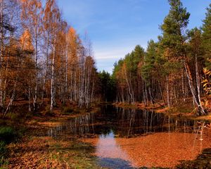 Превью обои озеро, осень, деревья, листопад, вода, поверхность, небо, ясно, октябрь, лужа