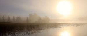 Превью обои озеро, солнце, туман, деревья