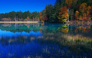 Превью обои озеро, трава, вода, деревья, берег, отражение, небо, голубой, сентябрь
