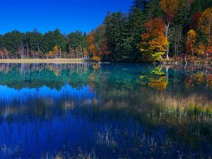 Превью обои озеро, трава, вода, деревья, берег, отражение, небо, голубой, сентябрь