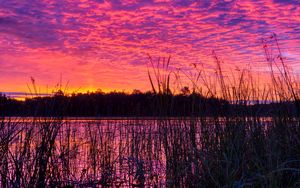 Превью обои озеро, тростник, закат, фиолетовый, сумерки