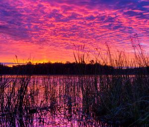 Превью обои озеро, тростник, закат, фиолетовый, сумерки