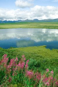 Превью обои озеро, цветы, берега, трава, зелень, горы, аляска
