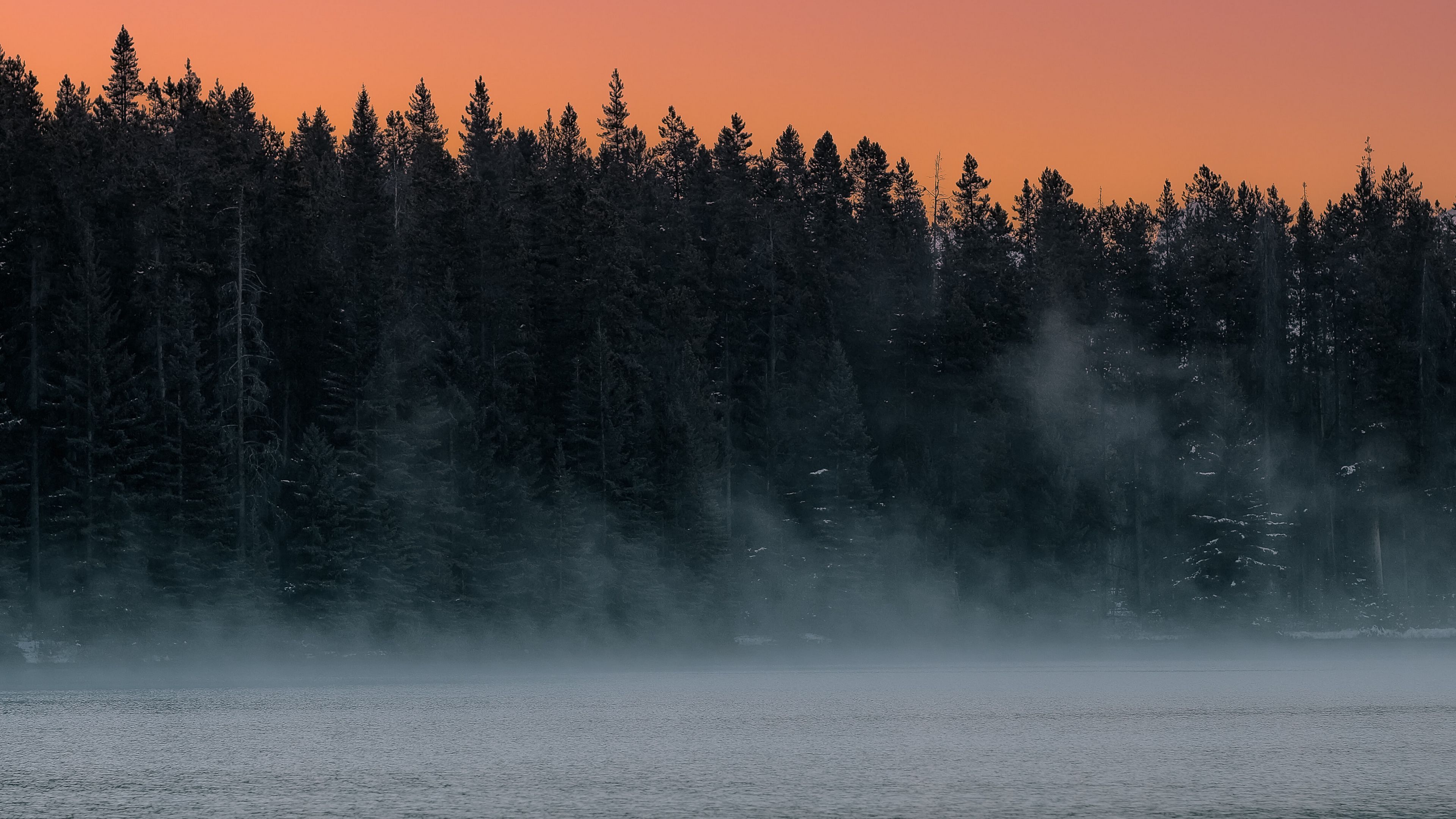 Северные леса в тумане