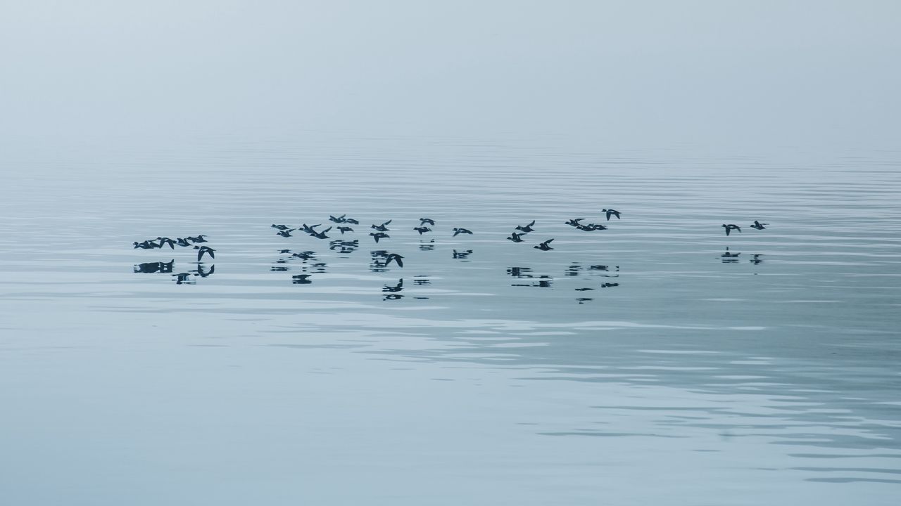 Обои озеро, туман, птицы, вода, природа