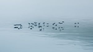 Превью обои озеро, туман, птицы, вода, природа