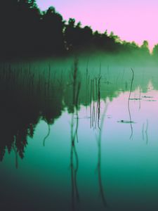 Превью обои озеро, туман, утро, водоросли, деревья, отражение