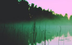 Превью обои озеро, туман, утро, водоросли, деревья, отражение