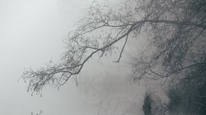 Превью обои озеро, туман, ветки, отражение, пейзаж