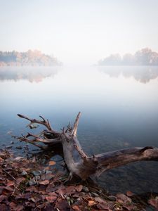 Превью обои озеро, туман, вода, коряга, берег