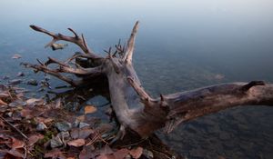 Превью обои озеро, туман, вода, коряга, берег