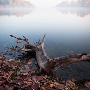 Превью обои озеро, туман, вода, коряга, берег