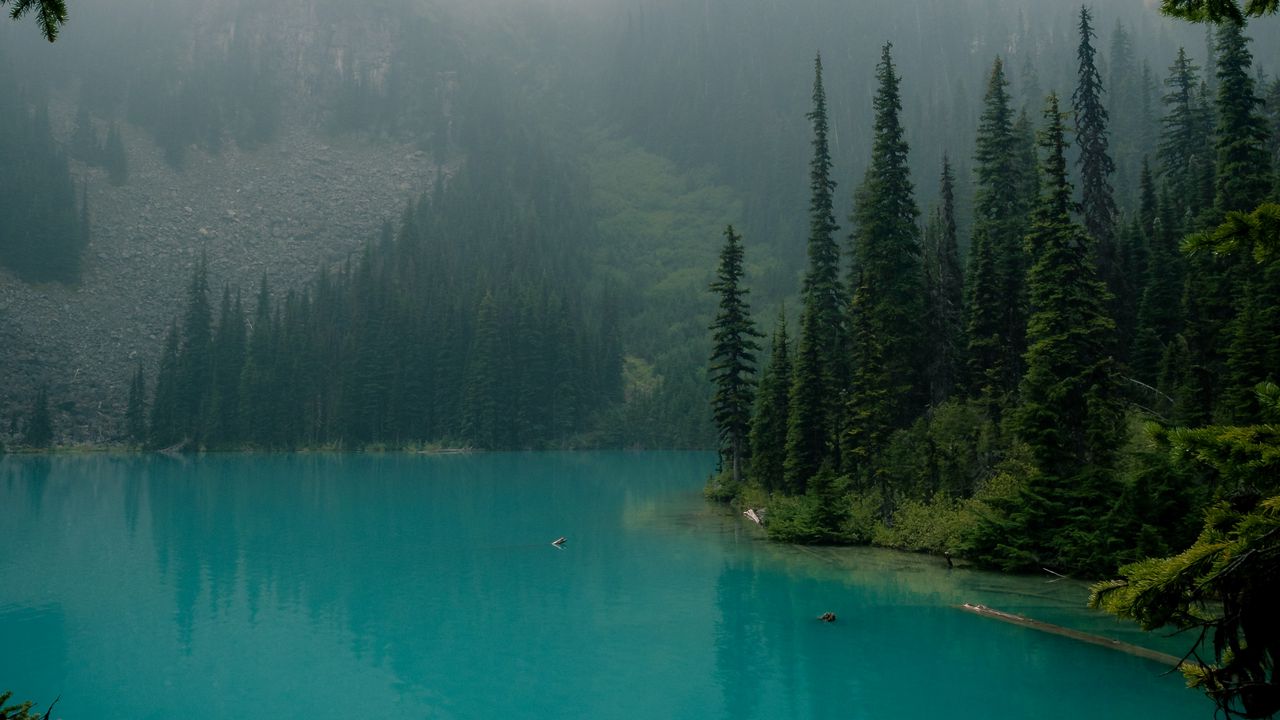Обои озеро, ветки, лес, туман