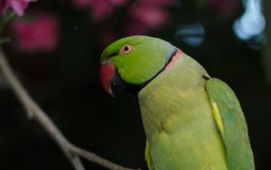 Превью обои ожереловый попугай, попугай, птица, зеленый