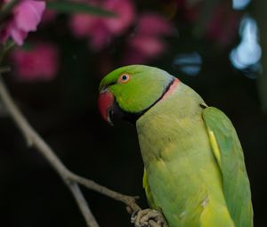 Превью обои ожереловый попугай, попугай, птица, зеленый