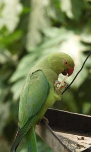 Превью обои ожереловый попугай, попугай, птица, зеленый, фокус