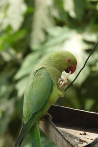 Превью обои ожереловый попугай, попугай, птица, зеленый, фокус