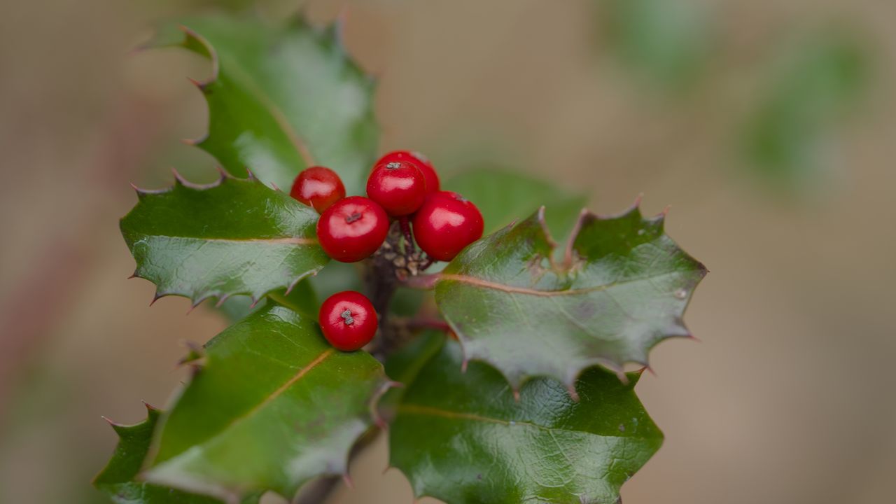 Обои падуб, ягоды, листья, макро