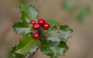 Превью обои падуб, ягоды, листья, макро