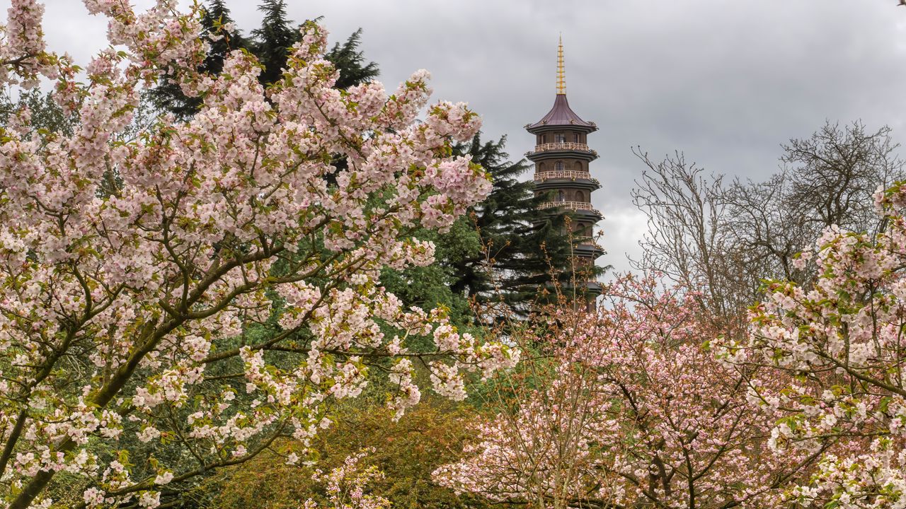 Обои пагода, башня, деревья, цветы, сакура, весна