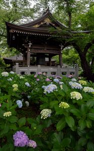 Превью обои пагода, храм, гортензии, цветы, япония